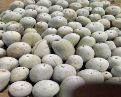 Normal Ash gourd for sale in Kanpur Nagar