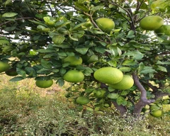Other Mosambi for sale in Anantapur