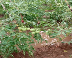 Organic Tomato for sale in Chittorgarh
