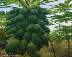 Red Lady Taiwan 786 Papaya for sale in Anand