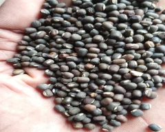 Black Urad for sale in Chhatarpur