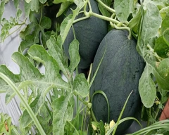 Melody Watermelon for sale in Anantapur
