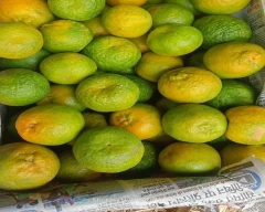 Nagpuri Orange for sale in Amravati