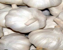 A Grade Quality Garlic for sale in Malda