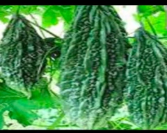 Normal Bitter gourd for sale in Osmanabad