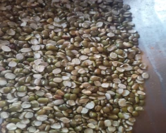 Indian Urad Dal for sale in Barabanki