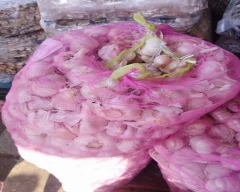 A Grade Quality Garlic for sale in Chennai