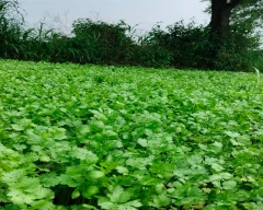 Dried Coriander Leaves for sale in Chhindwara