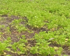 Normal Coriander Leaves for sale in Ujjain
