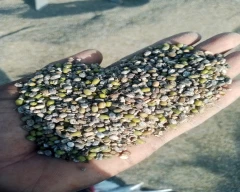 Normal Moong Dal for sale in Hanumangarh