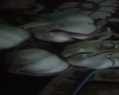 A Grade Quality Garlic for sale in Anantnag