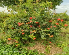 A Grade Quality Pomegranate for sale in Satara