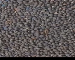 Black Urad for sale in Ernakulam