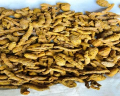 Dry Finger Turmeric for sale in Koraput