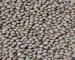 Indian Tur for sale in Junagadh