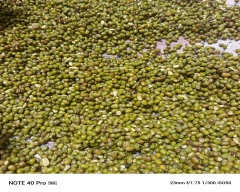 A Grade Quality Moong for sale in Jhunjhunu