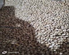Indian Chana for sale in Barwani