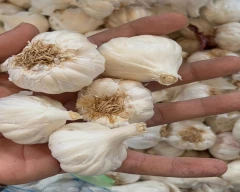 A Grade Quality Garlic for sale in Dhanbad