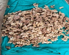 A Grade Quality Ginger for sale in Khargone