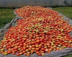Normal Tomato for sale in Sirohi