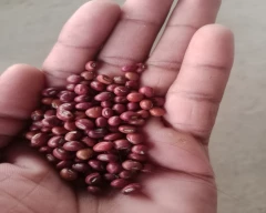 Indian Tur for sale in Vidisha