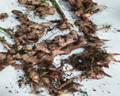 A Grade Quality Ginger for sale in Aurangabad