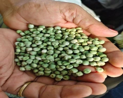 Dried green Green Peas for sale in Jalaun