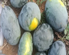 Melody Watermelon for sale in Namakkal