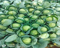 A Grade Quality Cabbage for sale in Nashik