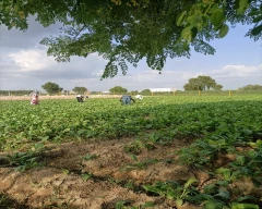 White Radish for sale in Sri Ganganagar