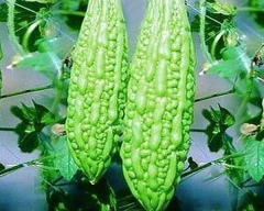 Normal Bitter gourd for sale in Pratapgarh