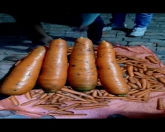 Zubera Carrot for sale in Indore