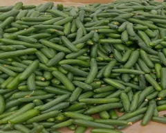 Captainstar Cucumber for sale in Bengaluru Urban