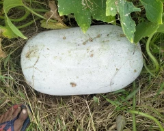 Normal Ash gourd for sale in Kanpur Dehat