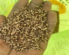 Other Wheat for sale in Fatehabad