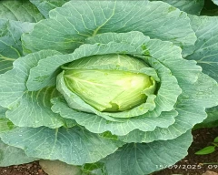 A Grade Quality Cabbage for sale in Nashik