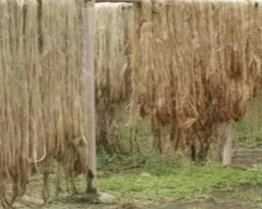 Normal Jute for sale in Madhepura