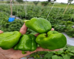 Normal Capsicum for sale in Beed