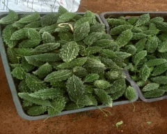 Normal Bitter gourd for sale in Durg