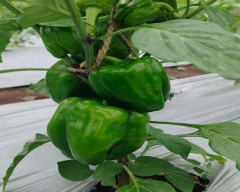Normal Capsicum for sale in Sangli