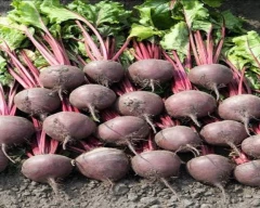 Normal Beetroot for sale in Guntur