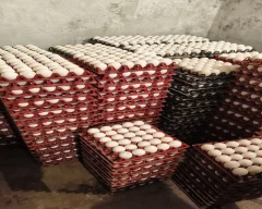 White Egg for sale in Nashik