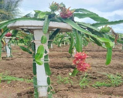 Red Dragon Fruit for sale in Gadag