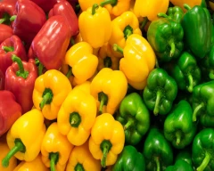 Normal Capsicum for sale in Ganjam