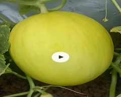 Other Muskmelon for sale in Pune