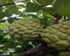 A Grade Quality Custard Apple for sale in Pune