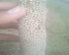 Seed Dhaincha for sale in Bharatpur