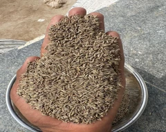Brown Jeera for sale in Guntur