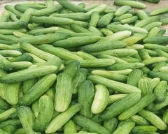Normal Cucumber for sale in Surajpur