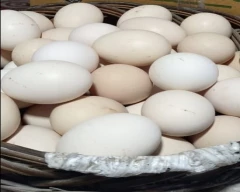 White Egg for sale in Deoria